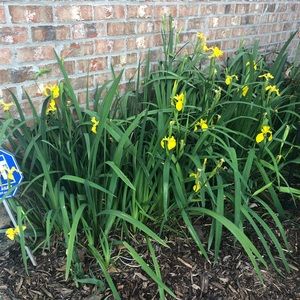 Meet your Posher, Cherlyn